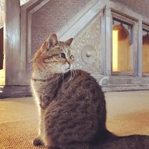 Meet your Posher, Yun